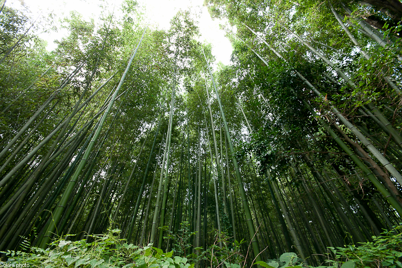 Tokyo - Yokohama - Kyoto - Osaka - Kobe - Hiroshima - Miyajima - Fukuoka - Nagasaki ...