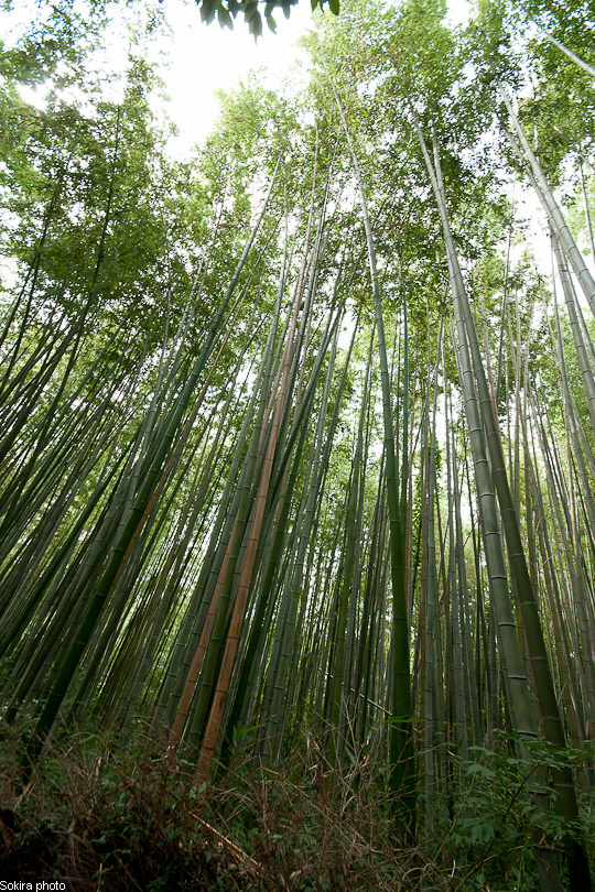 Tokyo - Yokohama - Kyoto - Osaka - Kobe - Hiroshima - Miyajima - Fukuoka - Nagasaki ...