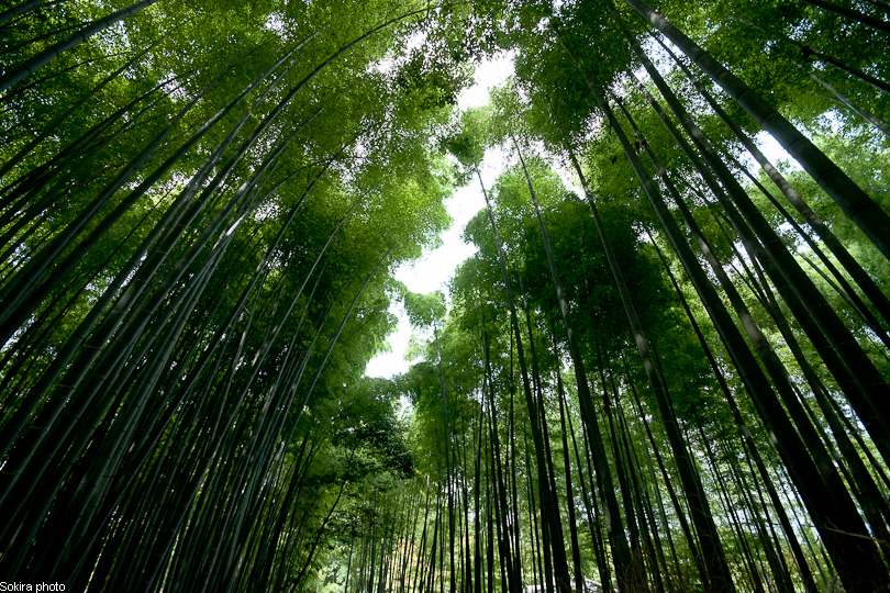 Tokyo - Yokohama - Kyoto - Osaka - Kobe - Hiroshima - Miyajima - Fukuoka - Nagasaki ...