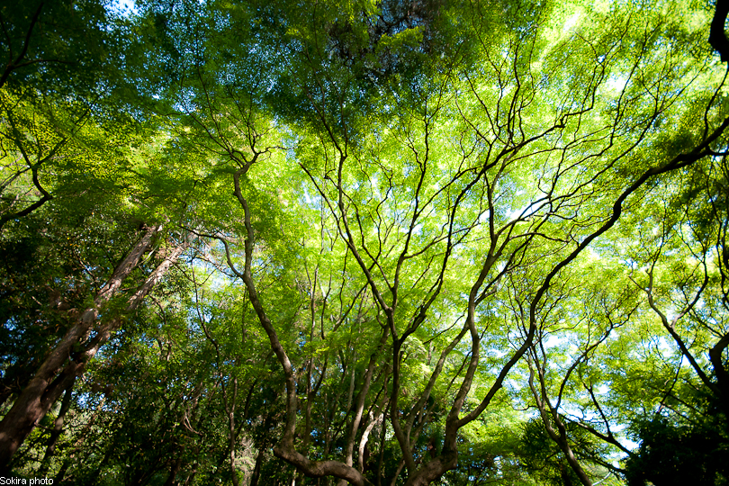 Tokyo - Yokohama - Kyoto - Osaka - Kobe - Hiroshima - Miyajima - Fukuoka - Nagasaki ...